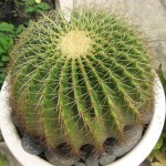Những loại cây có tác dụng hóa giải ở ban công