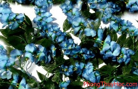 cay hoa mau xanh duong Những màu sắc giúp kích hoạt tinh thần