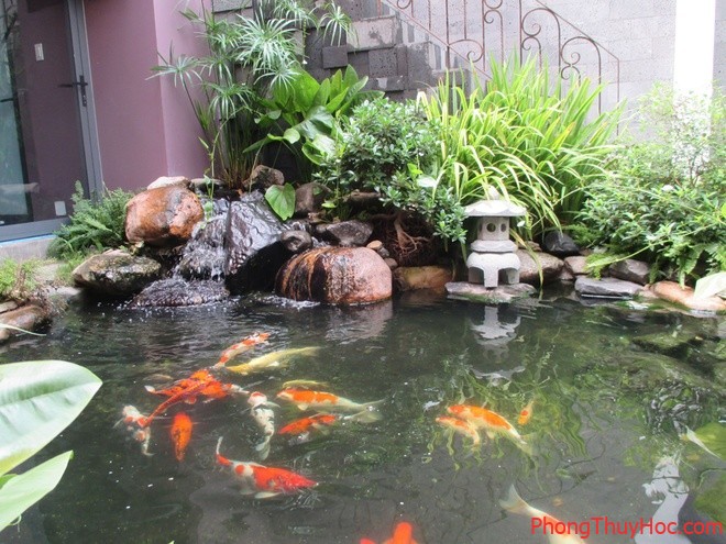 ao ca xanh mat trong long ngoi nha pho o binh duong 5 Hướng đặt hồ cá đem lại may mắn cho người mạng hỏa