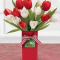 Hoa Tulip - Loại Hoa Không Nên Cắm trong Phòng Ngủ