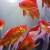 red great looking fishes in a water tank
